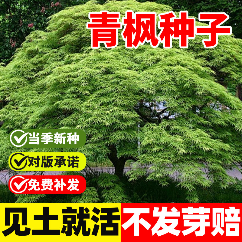 青枫种子籽槭树籽青枫树籽落叶小乔木青枫树种子林木护坡绿化园林