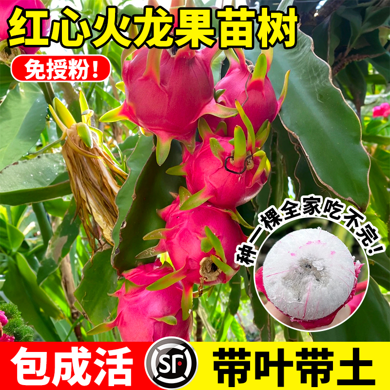 火龙果树果苗四季结果红心火龙果