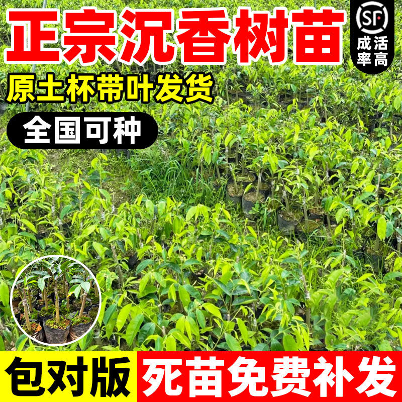正宗奇楠海南沉香树苗盆栽金丝图片