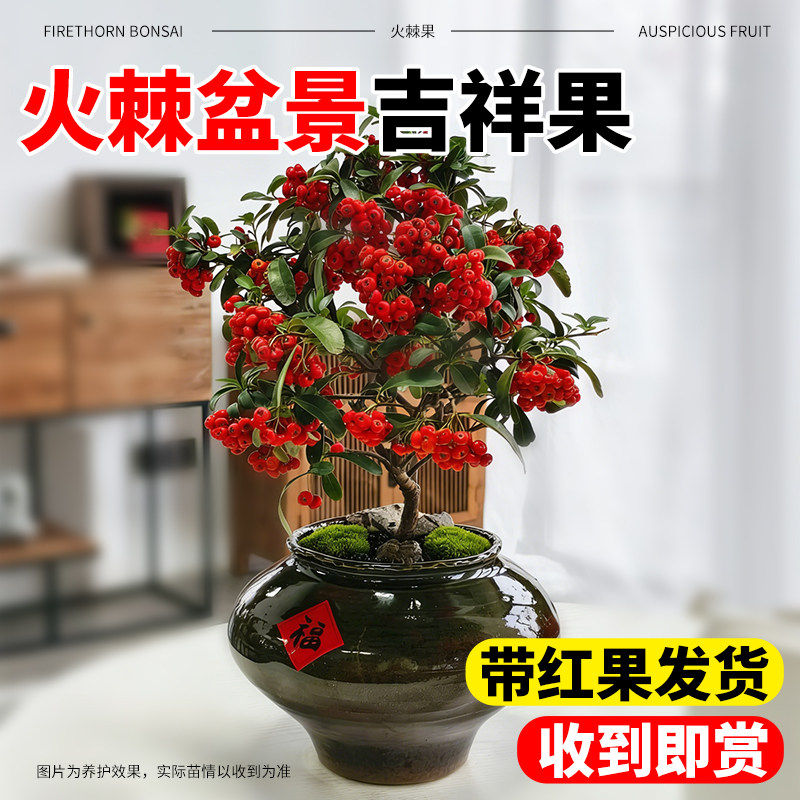 火棘盆景盆栽树苗老桩绿植四季观果植物阳台客厅庭院沙棘苗带红果