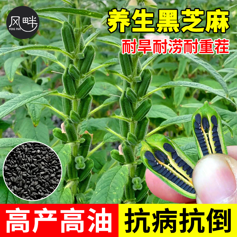 养生黑芝麻种子早熟抗病高产白芝