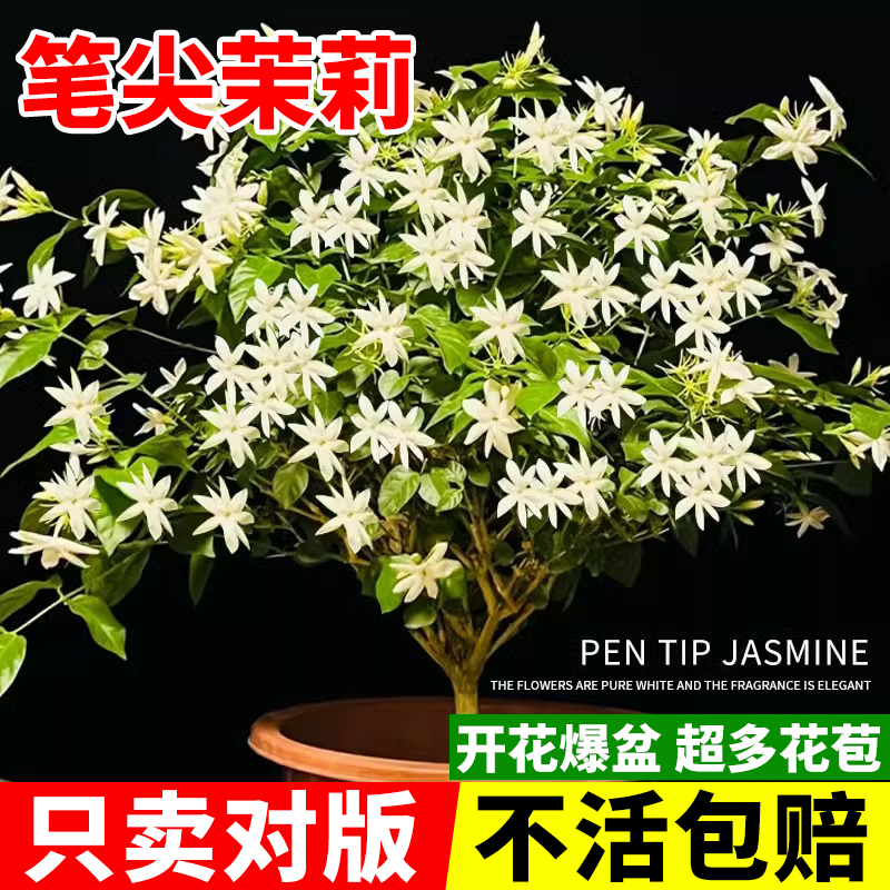 单瓣笔尖茉莉老桩独杆重瓣茉莉花