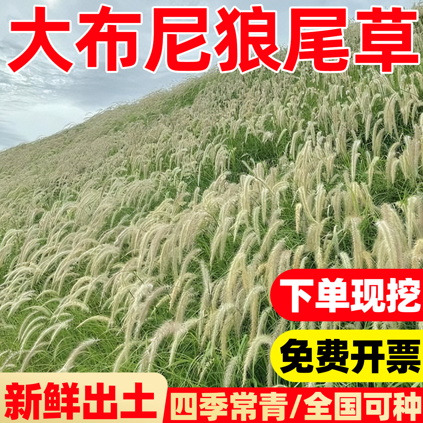 大布尼狼尾草观赏草花境植物东方狼尾草绿化小兔子狼尾草工程苗木