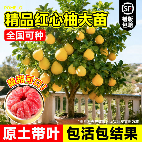 柚子树苗广西容县沙田柚树苗嫁接