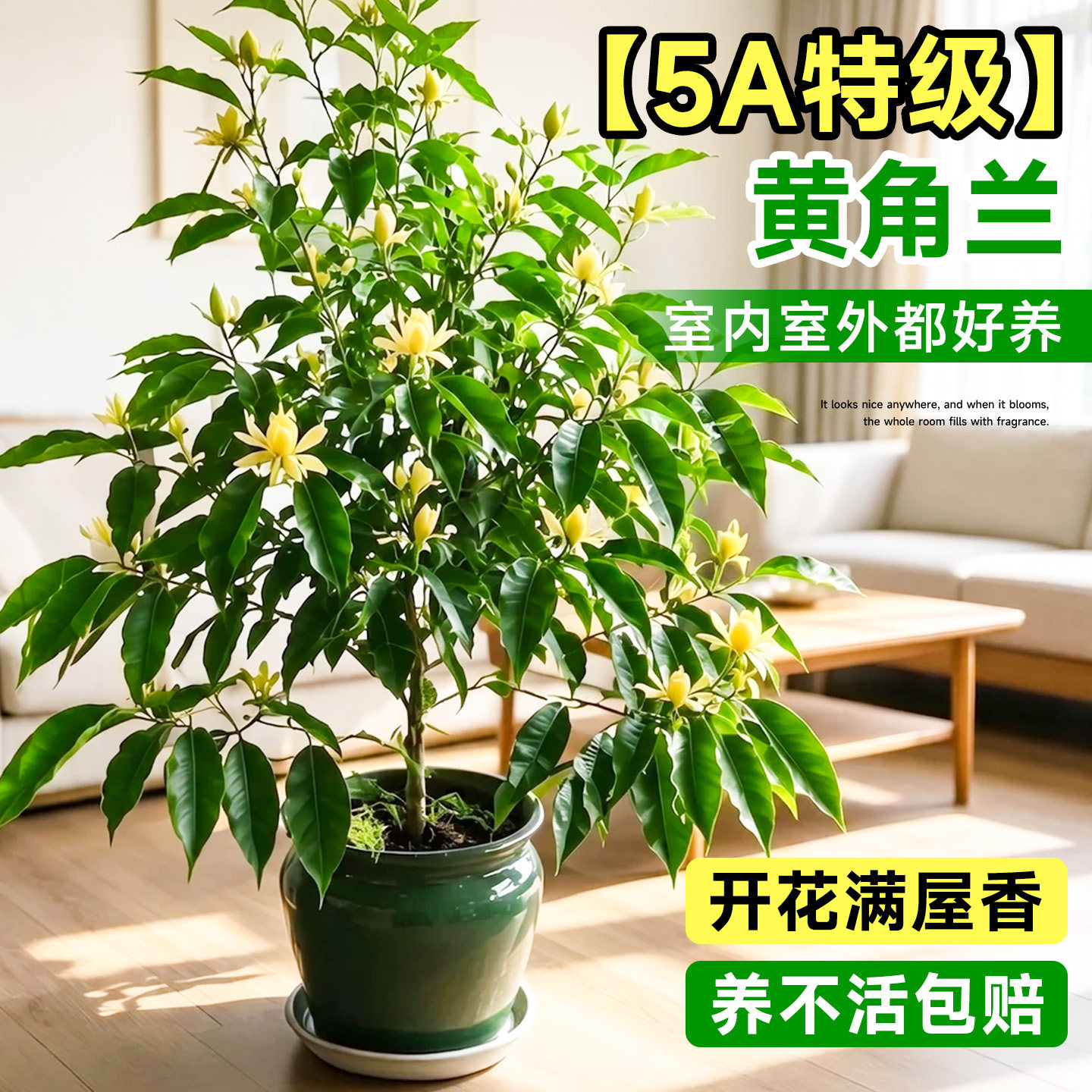 黄角兰盆栽老桩矮化玉兰花带花苞