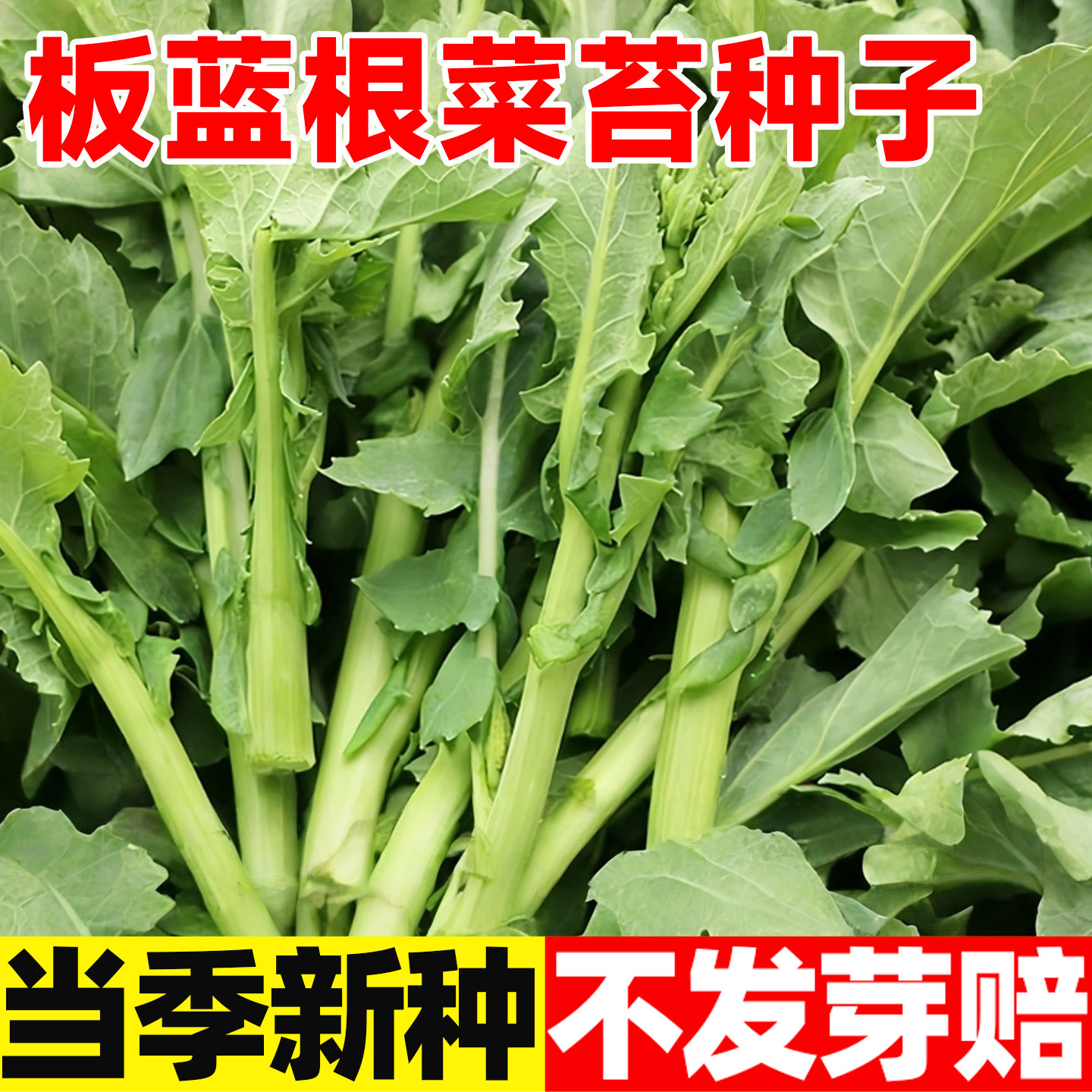板蓝根青菜苔种子油菜苔种籽中药材种籽四季蔬菜种孑阳台盆栽春季,鲜花速递/花卉仿真/绿植园艺,家庭园艺种子,淘宝优惠券,粉丝福利购,淘宝优惠卷