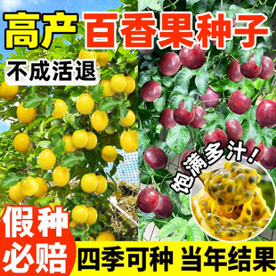 百香果种子四季种植高产黄金满天星百香果阳台庭院盆栽鸡蛋果种苗
