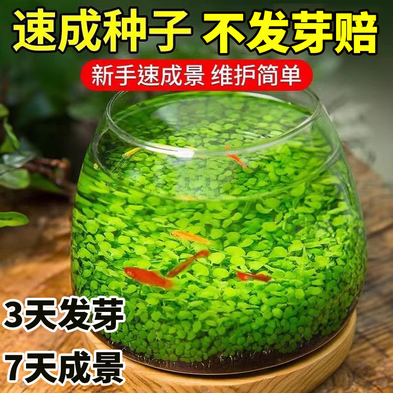 水草种子水草泥生态家用创意鱼缸图片