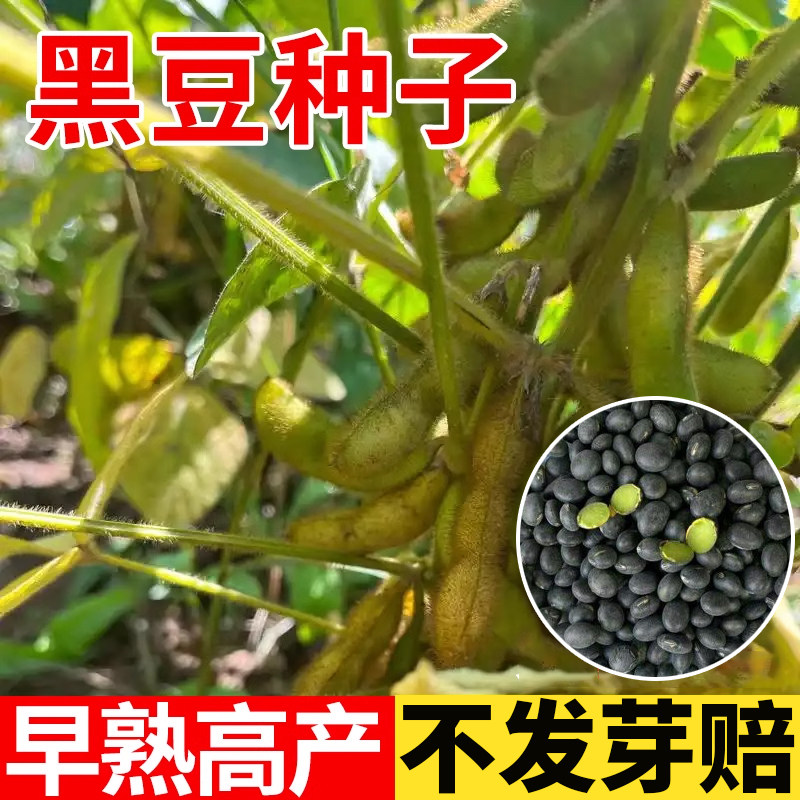 黑豆种子农家老品种东北绿心黑豆图片