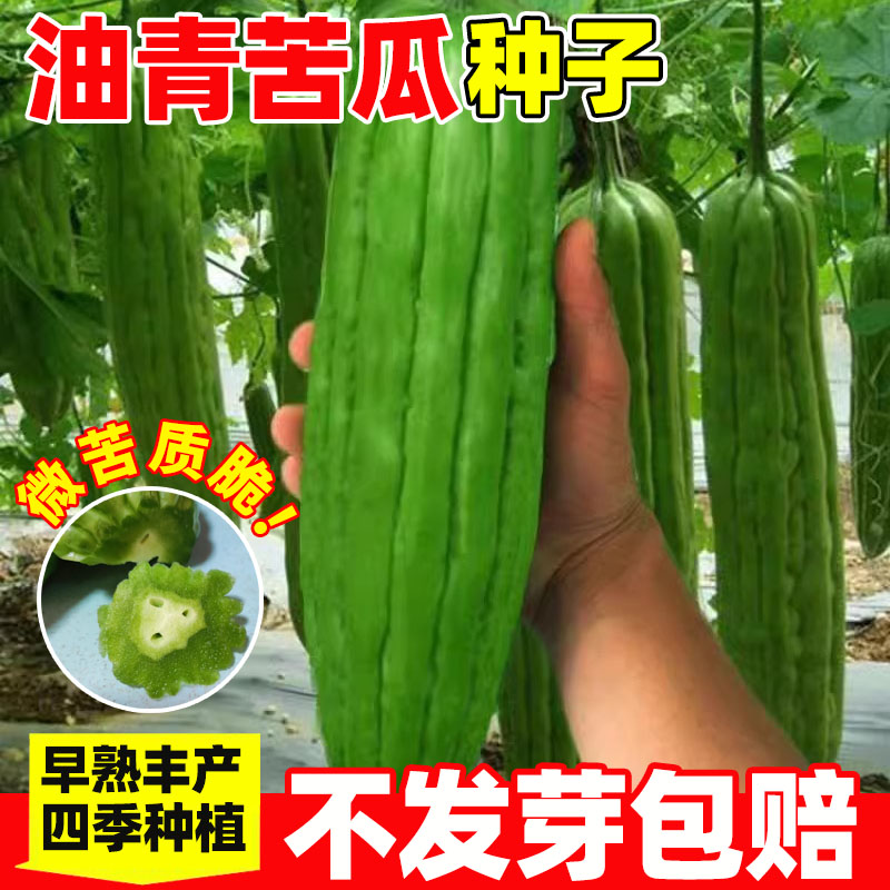 油青苦瓜种子长绿苦瓜油绿苦瓜种籽种易种蔬菜种子家庭阳台盆栽种