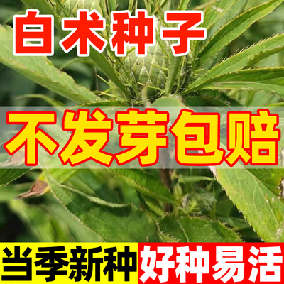 改良白术种子药材籽产量高