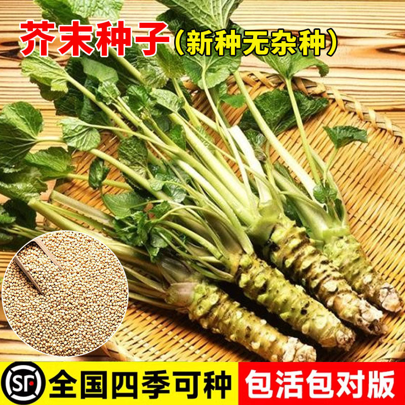芥末种子辣根山葵绿芥末种籽四季种植泽山葵辛辣调料盆栽蔬菜种孑