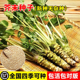 芥末种子辣根山葵绿芥末种籽四季种植泽山葵辛辣调料盆栽蔬菜种孑