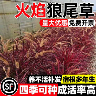火焰狼尾草紫叶细叶芒粉黛室外观赏户外庭院花园盆栽地被植物造景
