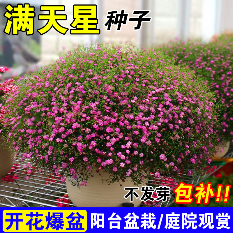 满天星种孑重瓣花籽子四季种植图片