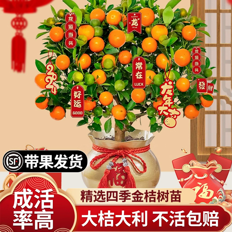 金桔树树苗四季好养橘子盆栽带果