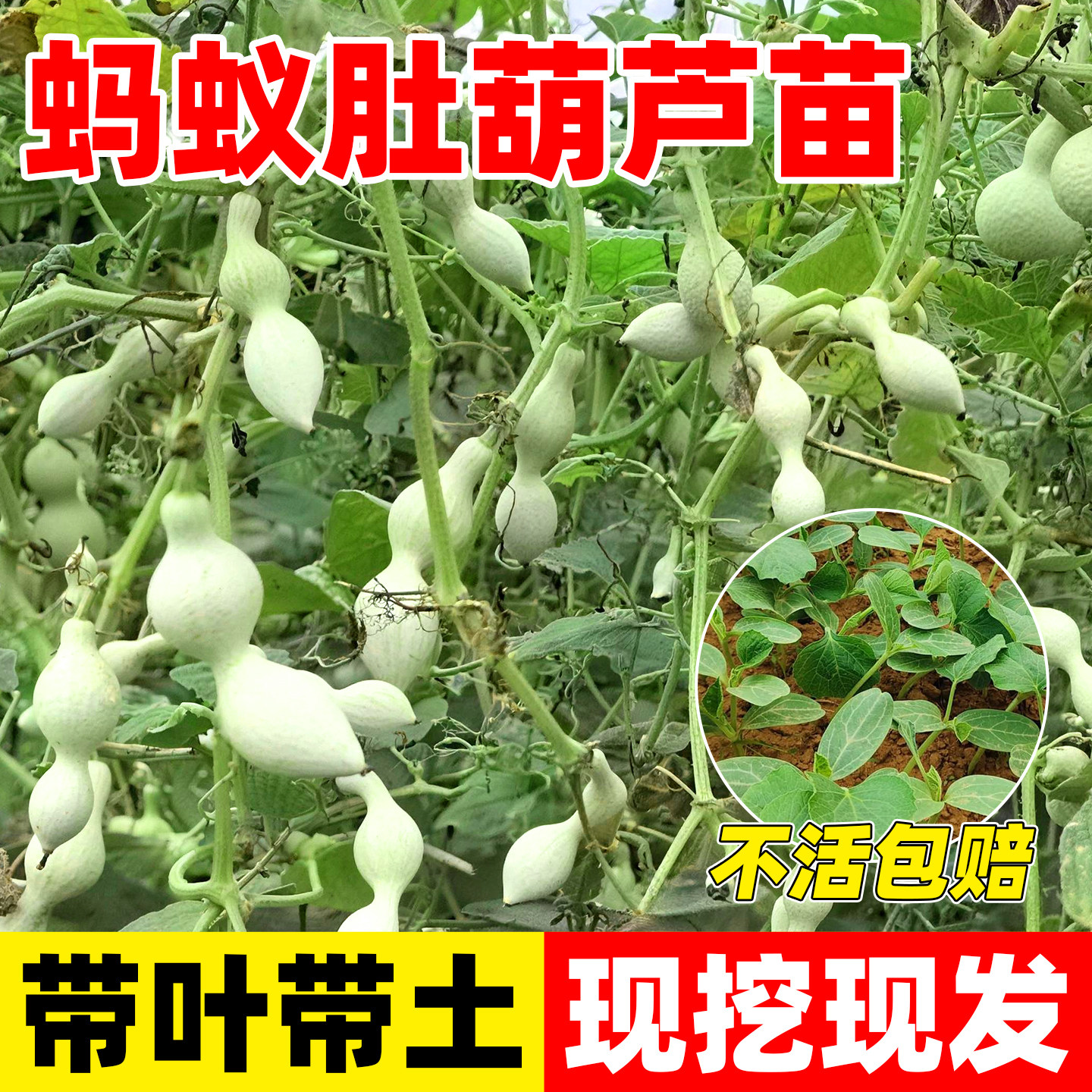 蚂蚁肚葫芦苗盆栽易活阳台庭院爬藤葫芦种子籽手捻葫芦八宝葫芦苗