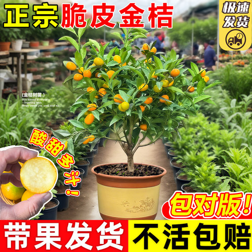 脆皮金桔树盆栽带果苗土球