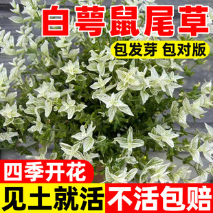 白萼鼠尾草种子彩苞蝶形洋苏草籽可食用花坛盆栽庭院花园阳台耐热