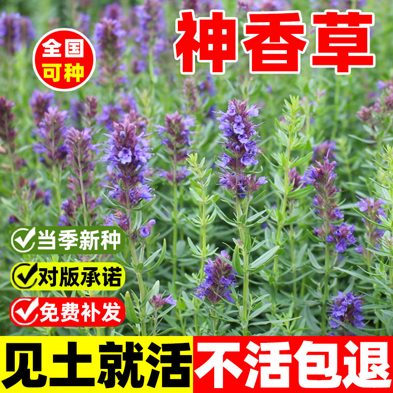 神香草种子籽四季播种开花牛膝草欧洲耐热耐寒庭院香草薄荷种籽子