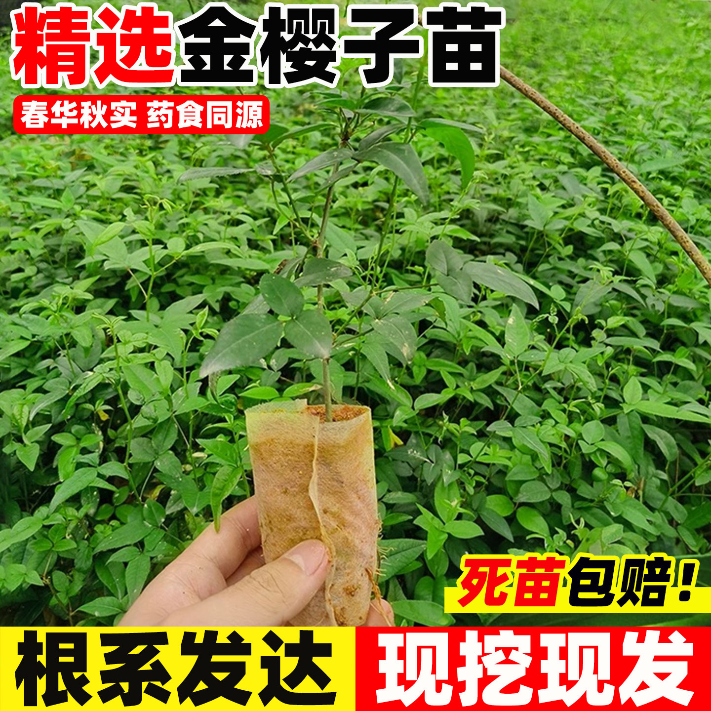 金樱子树苗带刺品种梨有无刺