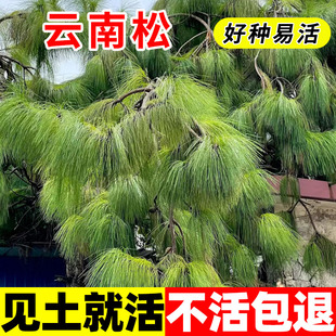 云南松种子四季长绿树种籽飞松落叶松种子青松种庭院景观绿化种苗