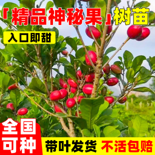 神秘果果树果苗盆栽好养阳台庭院盆栽地栽四季神秘果鲜果干变味果