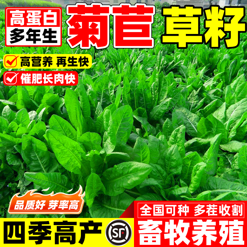 进口大叶菊苣种籽多年生鲜嫩多汁牧草种子四季高蛋白畜牧养殖草籽