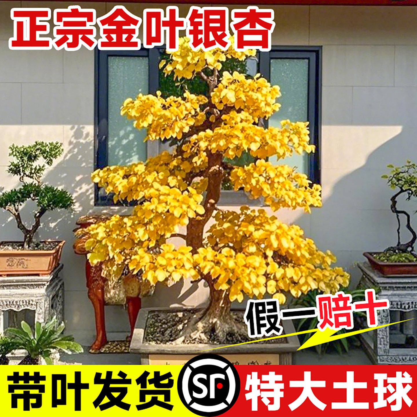 银杏树活苗带土盆栽白果树大树苗盆景阳台庭院地栽南北方耐寒好种
