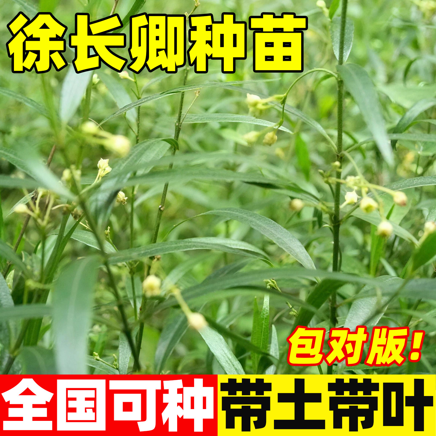 徐长卿种苗中草药植物野生竹叶细辛种苗庭院阳台盆栽种植观赏种子