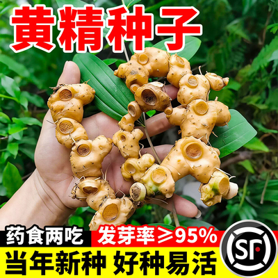 黄精种子新采药材种籽云南