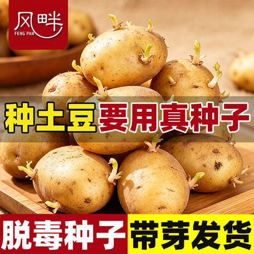 黄皮黄心土豆种子高产耐寒老品种