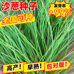 野生沙葱种子内蒙古胡葱耐寒耐旱四季青葱香葱盆栽阳台蔬菜种籽