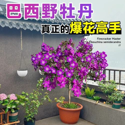 巴西野牡丹紫牡丹盆栽花苗带花紫