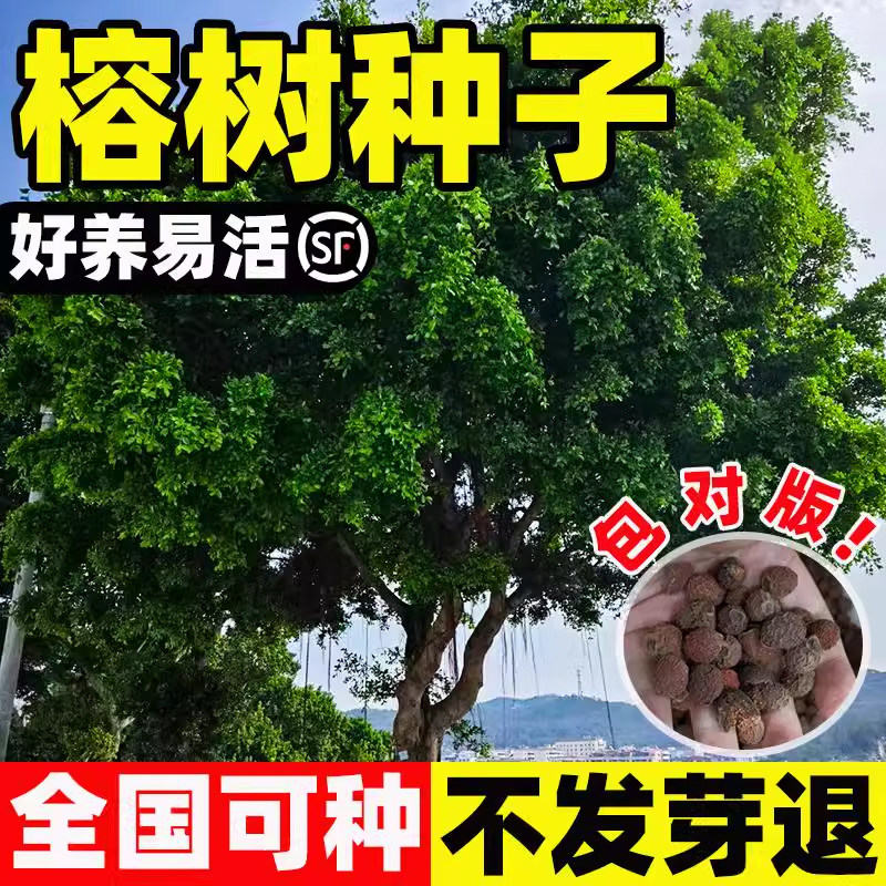 榕树种子垂叶榕人参榕树种种籽易成活树苗高山盆景植物观赏苗盆栽