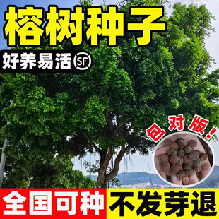 榕树种子垂叶榕人参榕树种种籽易成活树苗高山盆景植物观赏苗盆栽
