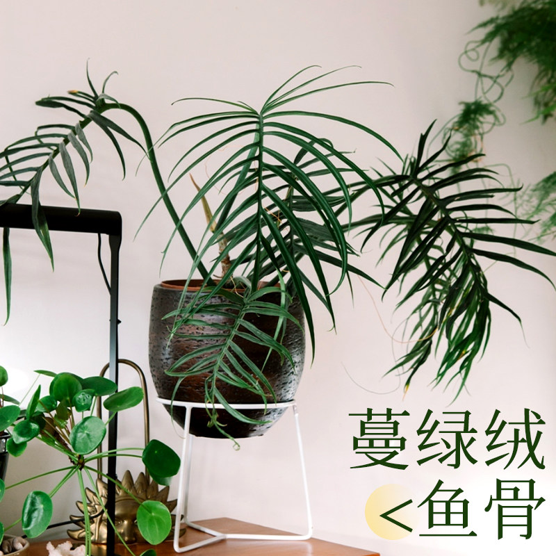 鱼骨蔓绿绒热带植物室内造型盆栽