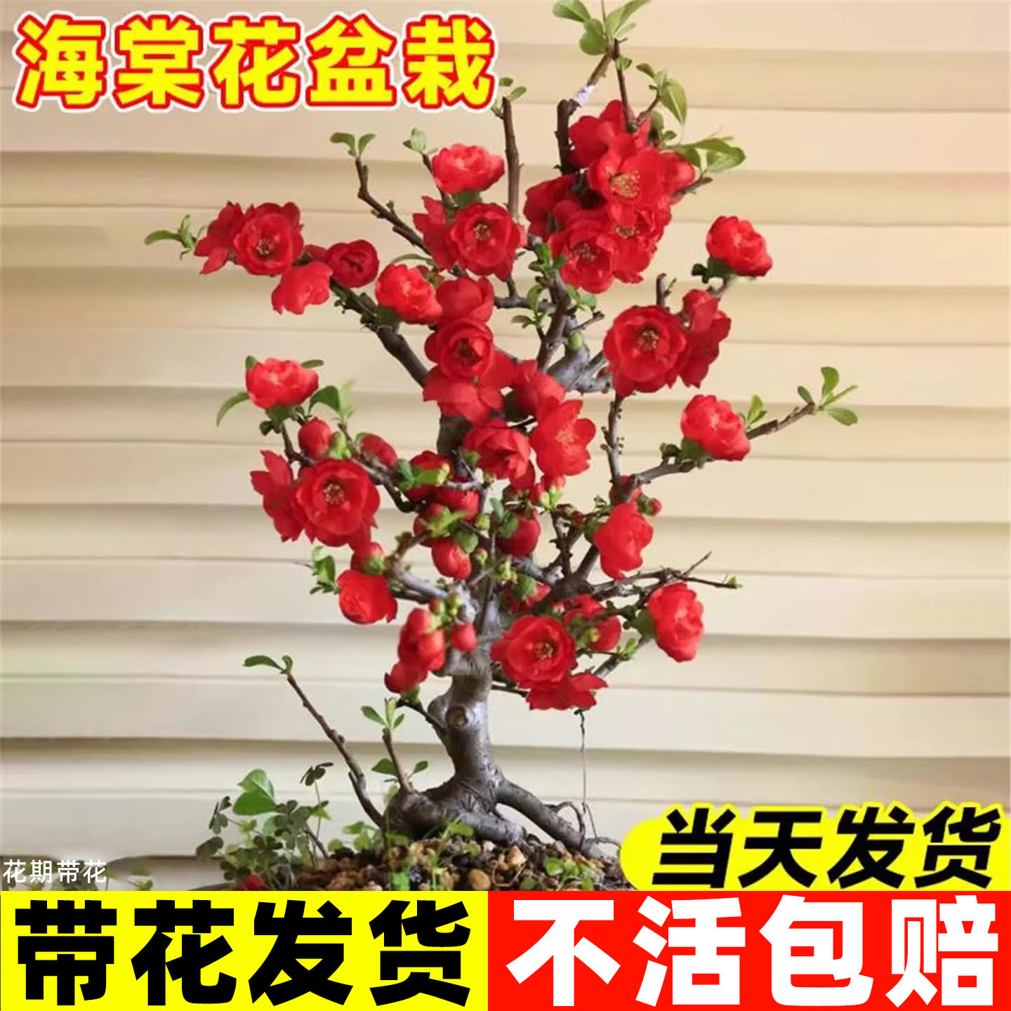 长寿冠海棠花盆栽树苗盆景重瓣老