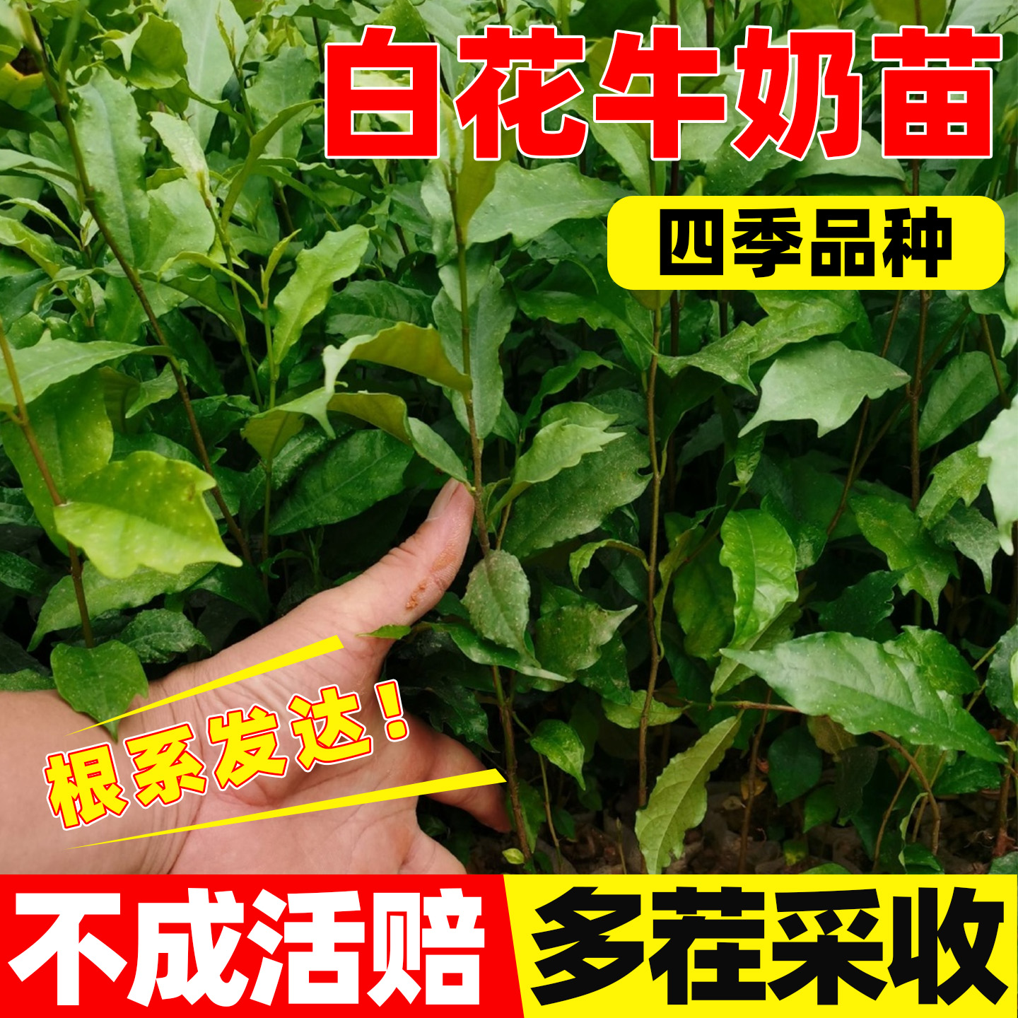 白花牛奶根树苗煲汤猪脚饭香料