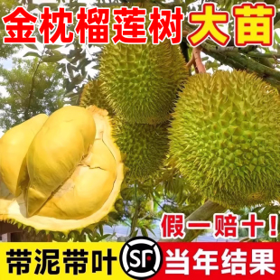 种植广西嫁接猫山王大果树盆栽 金枕榴莲树果苗当年结果南北方四季
