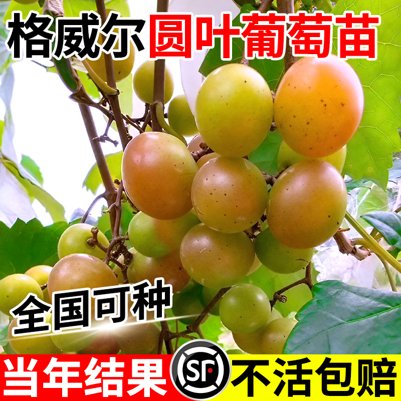 格威尔圆叶葡萄苗红宝石盆栽嫁