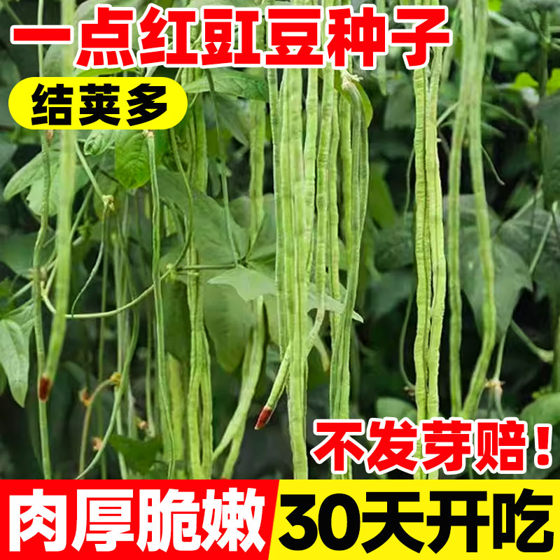 一点红豇豆角种子长豆角种四季图片