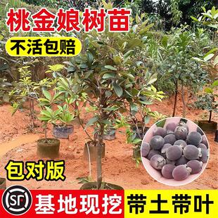 桃金娘树苗捻子果苗常绿南方北方种植庭院盆栽山菍子树地稔子小苗