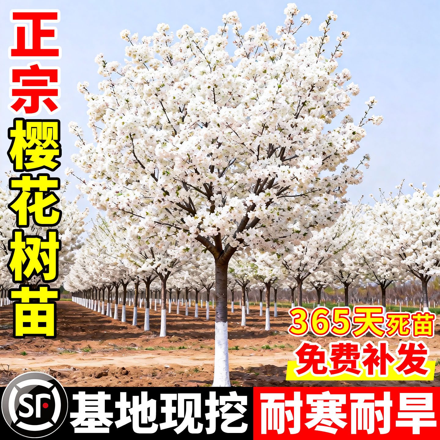 樱花树苗庭院大树耐寒矮化晚樱图片