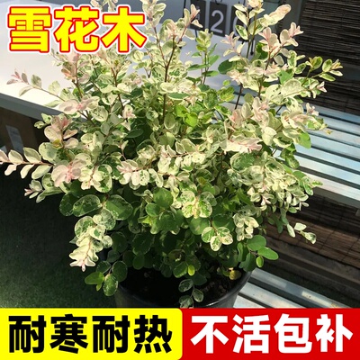 雪花木二列黑面神花苗盆栽庭院阳