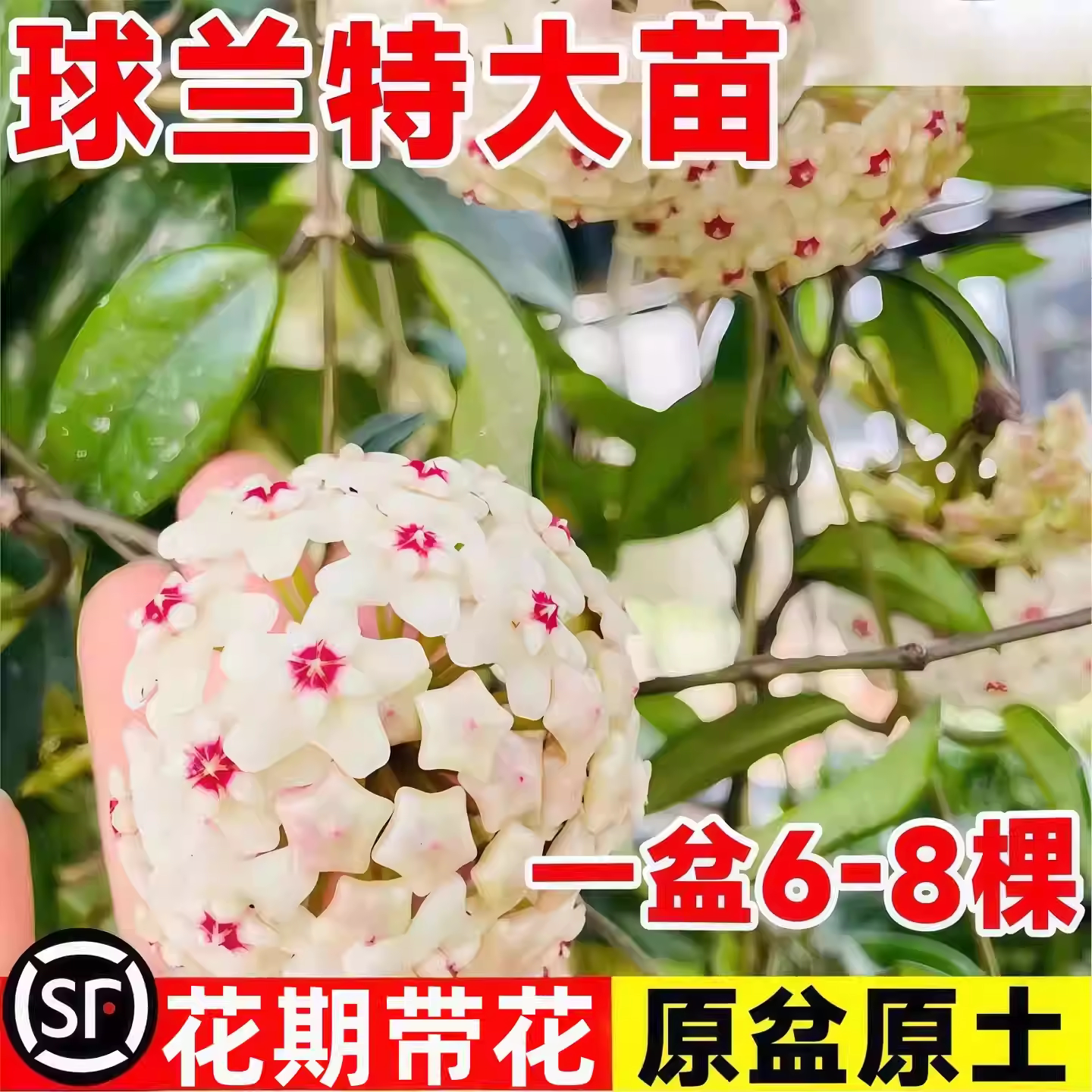 球兰带花大苗多季开花卉羊脂玉球图片