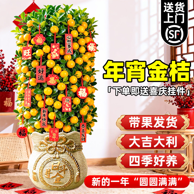 金桔树盆栽四季可食用客厅带果