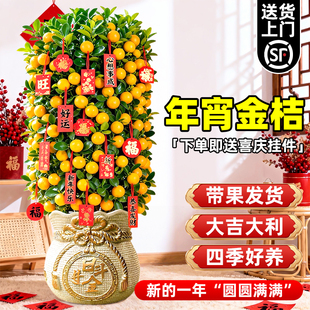 金桔树盆栽可食用带果客厅新年宵花卉耐寒四季脆皮橘子树苗绿植物