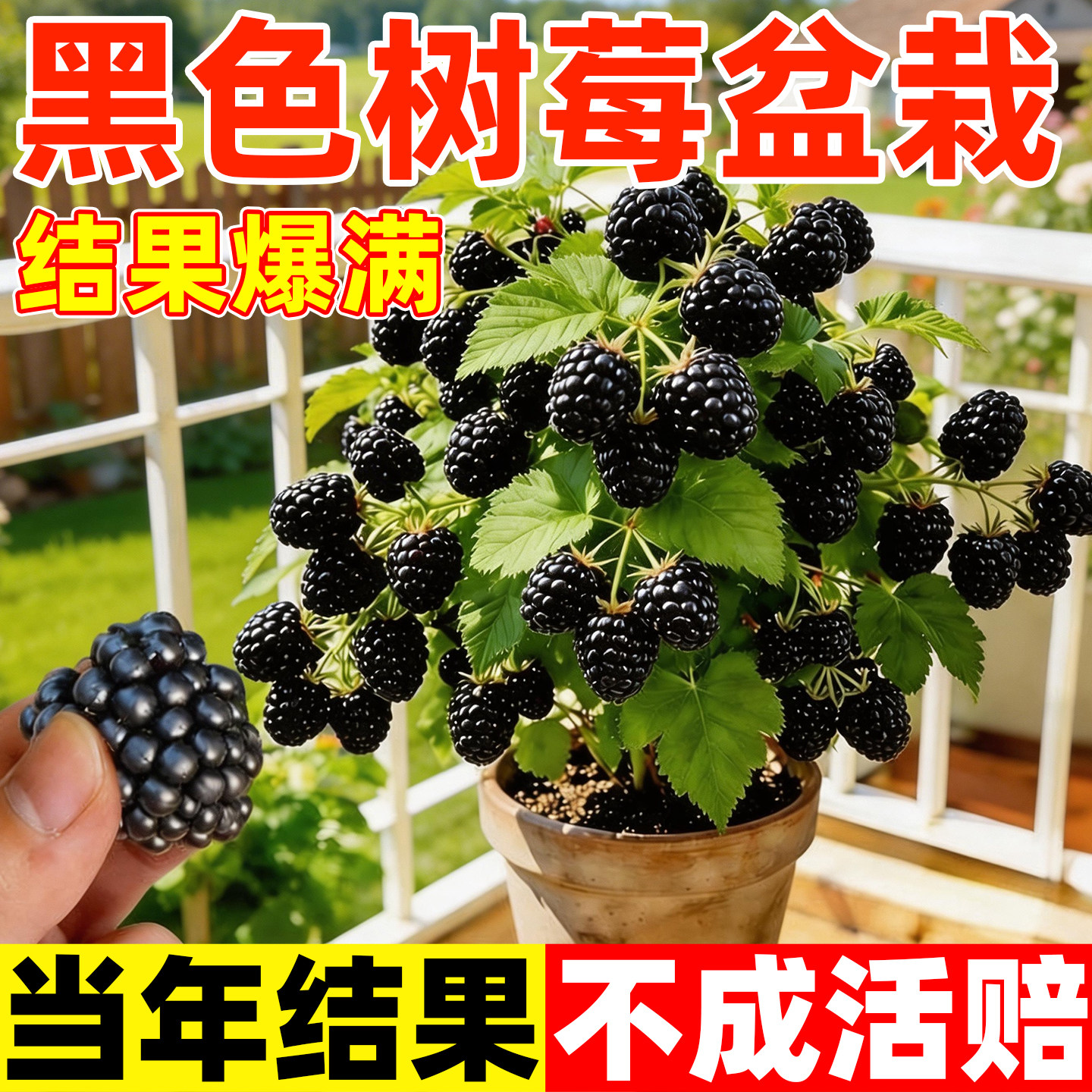 黑色树莓盆栽大苗蓝莓苗南北图片