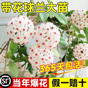 球兰带花大苗开花卉羊脂玉球兰花盆栽贝拉卷心叶四季攀援爬藤植物